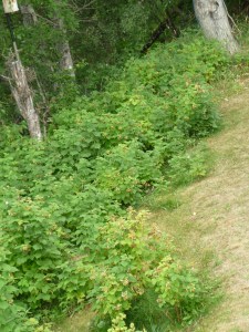 Go pick some raspberries. 