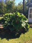 Rhubarb-Growing